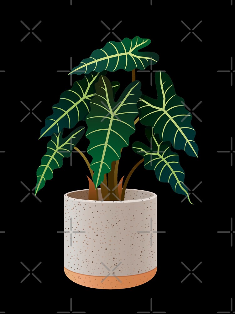 Alocasia Polly Amazonian Elephant Ear House Plant Urban Jungle by HearMeRoarDesignsCo