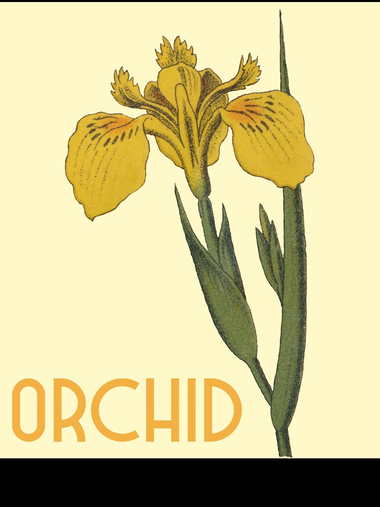 Yellow Orchids Flowers Botanical Illustration by Creative  Tagging