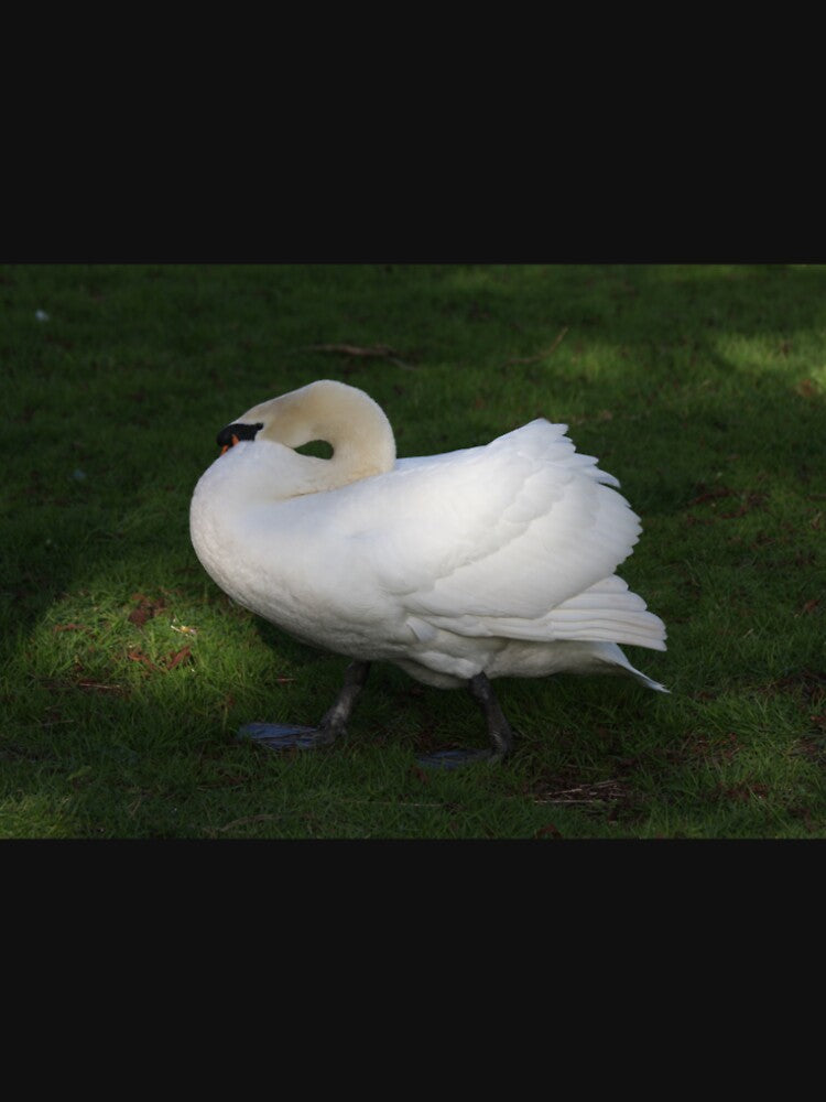 Walking Swan by jfrostphotos