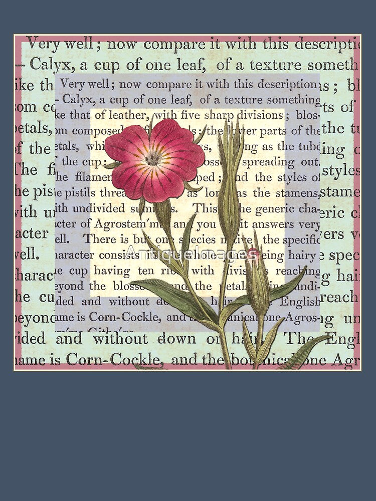 Antique Field Flower Illustration by AntiqueImages
