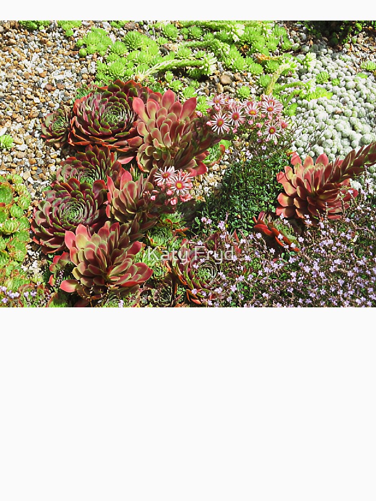 Alpines from Beth Chatto gardens by Katy Fryd