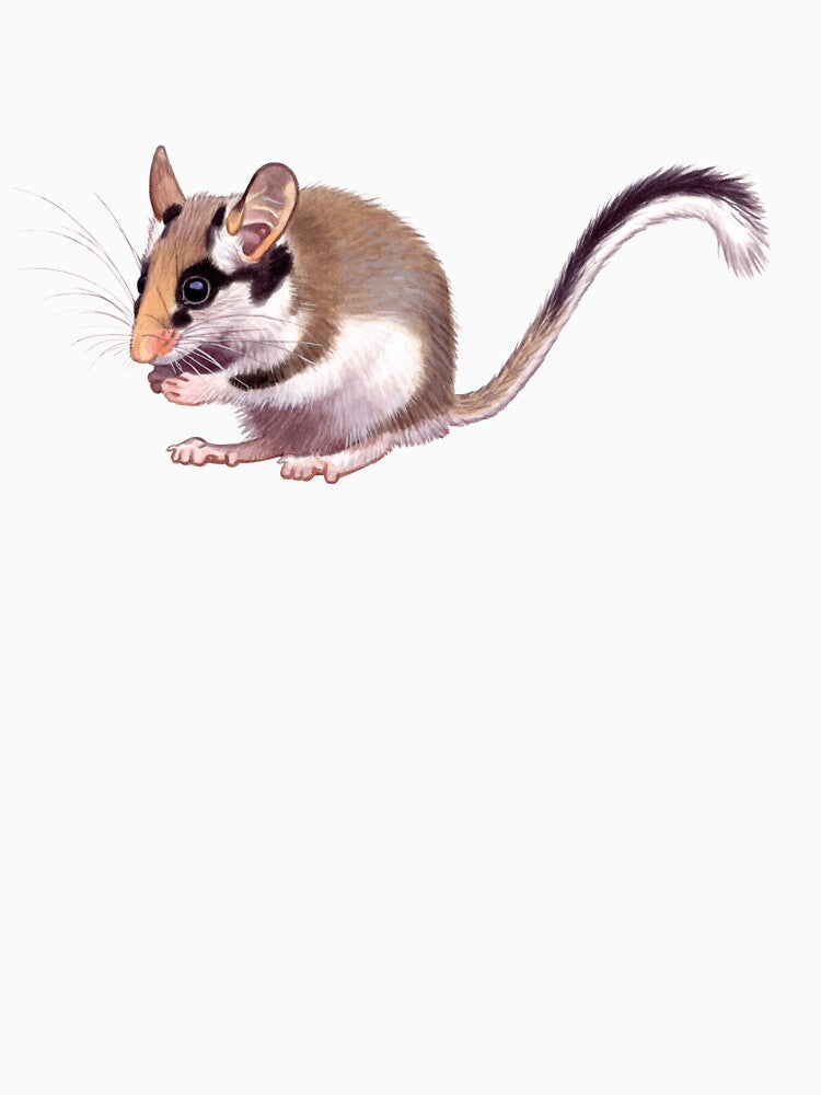 Garden Dormouse by kokayart