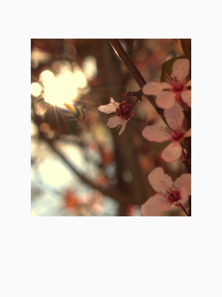 Cherry Blossom 10: Crop by MangoSeeds2