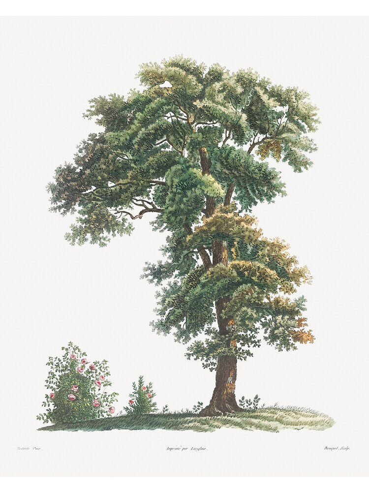Oak Tree Botanical Illustration by TheRetroArtRoom