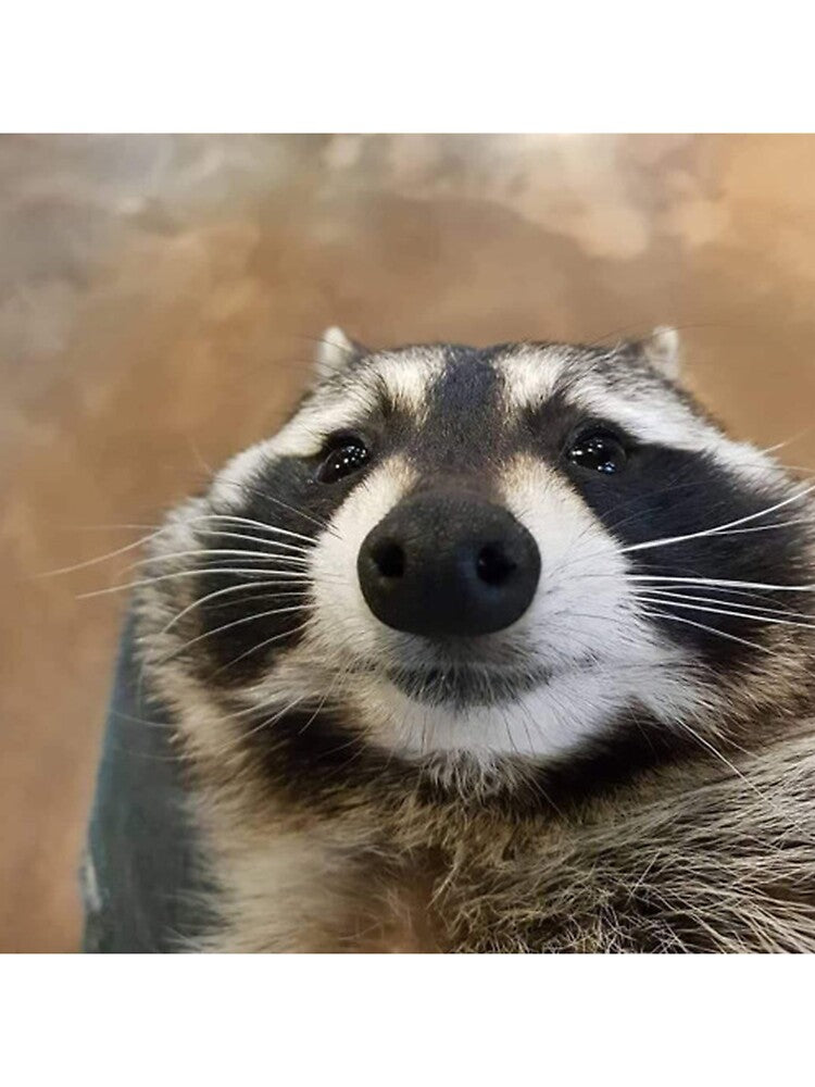 Silly Raccoon by DaveDango
